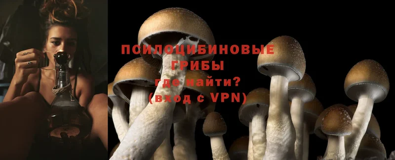 Галлюциногенные грибы Psilocybine cubensis Белозерск