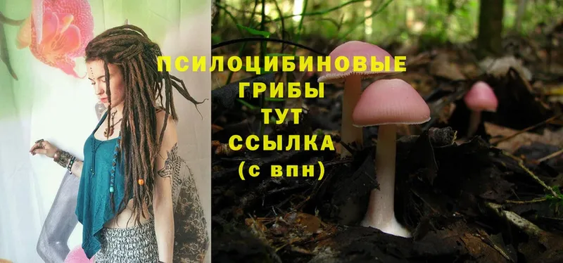 Псилоцибиновые грибы Psilocybe  где купить наркоту  Белозерск 